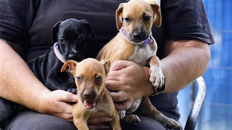 Dozens of dogs up for adoption across cairns and the tablelands | The Cairns Post