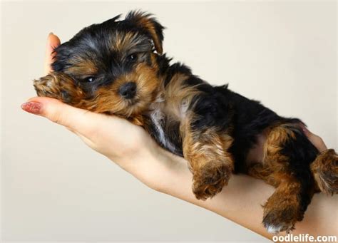 How Big Will My Yorkie Puppy Get