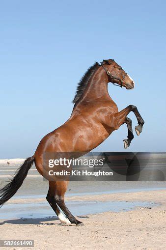 Horse Rearing High-Res Stock Photo - Getty Images