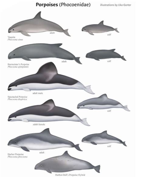 There will now be things to see • phocoenidae: All porpoise...