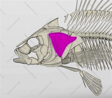 Image gallery: 3D Fish Anatomy software - Biosphera