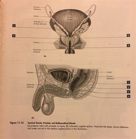 Seminal vesicles, ejaculatory duct, prostate, bulbourethral gland ...