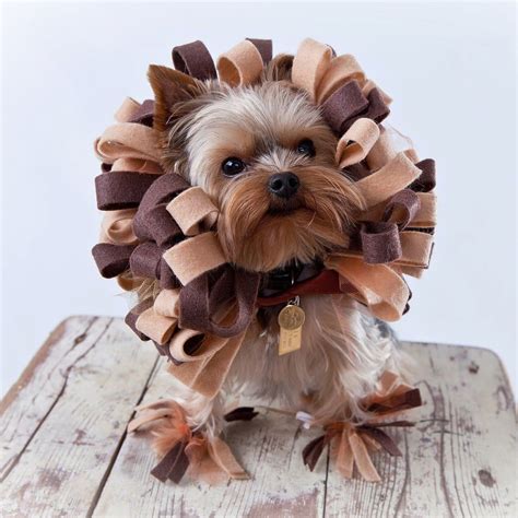 60+ Pet Costumes to DIY on the Cheap | Disfraces para perros, Halloween para perros, Disfraces ...