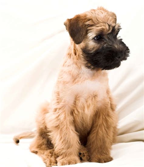 Wheaten Terrier Puppies For Sale • Adopt Your Puppy Today • Infinity Pups