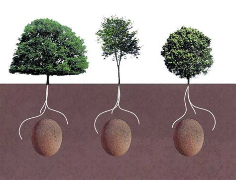 Do You Want to Become a Tree When You Die? Here's How