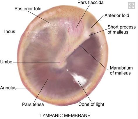 Pin on Otitis Media - Provider Info