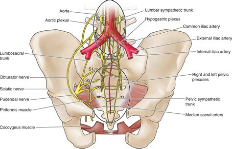 Superior and Inferior Hypogastric Plexus Blocks | Anesthesia Key