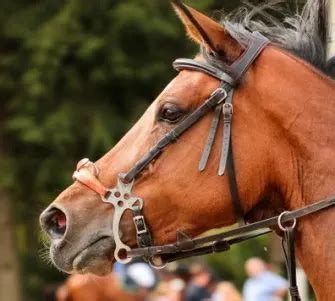 What is a Hackamore Bridle? How it Works, Types & Should You Use One