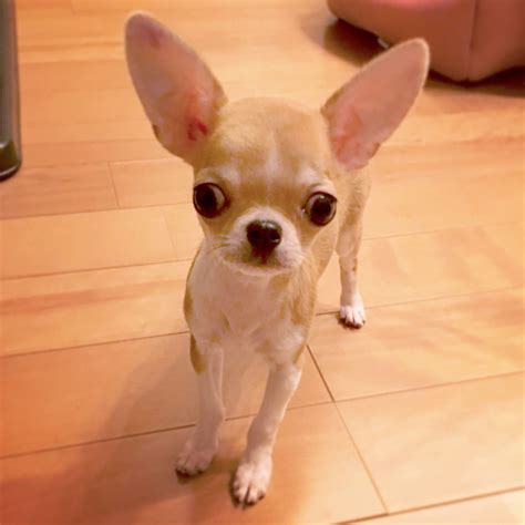 「Perros chihuahua」おしゃれまとめの人気アイデア｜Pinterest｜Jesus yee | チワワ, ペット