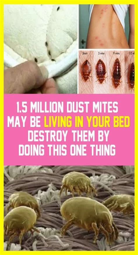 1.5 Million Dust Mites May Be Living In Your Bed! Destroy Them By Doing This ONE Thing ! in 2020 ...