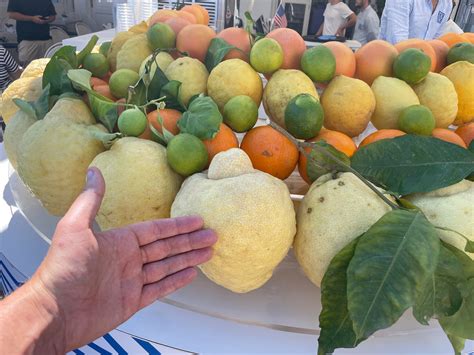 Lemons in Sorrento - Absolute Units : AbsoluteUnits