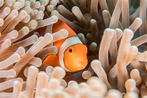 Clownfish - The Fascinating Coral Reef Fish - Ocean Info