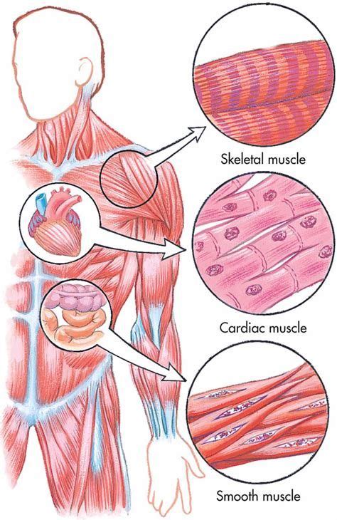 Ciencias 4to grado: Human Body- Tissues | Muscle tissue, Types of muscles, Muscular system