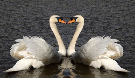 Swans Heart | Two swans together forming a heart shape.O f c… | Flickr