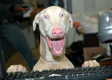 May I help you? | An albino doberman - surrendered at the sh… | Flickr