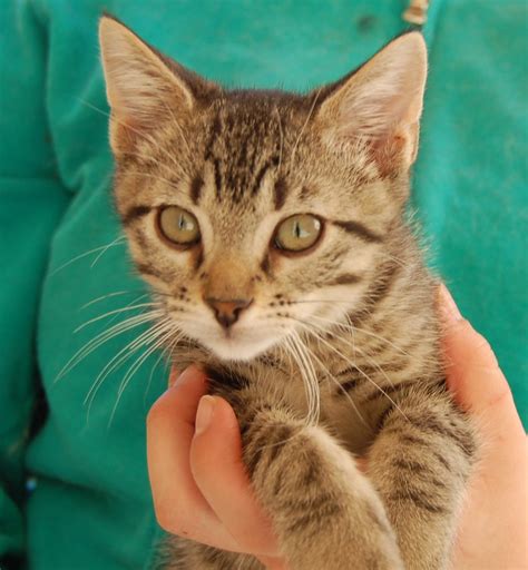 Black Kittens For Adoption : Fizz and Sazerac: Brother kittens for ...