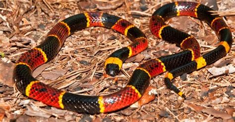 Coral Snakes vs Kingsnakes: 5 Key Differences Explained