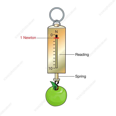 Weighing an apple on a newton meter, illustration - Stock Image - C042 ...