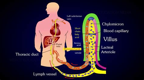 Structure of Villi | Absorption and Assimilation | Villus - YouTube