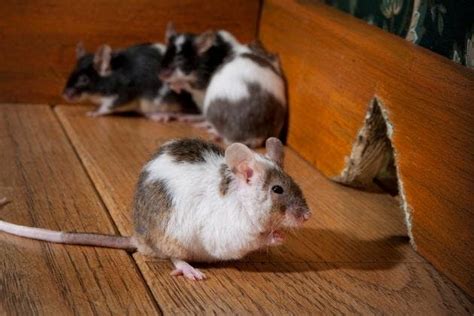 How to Deal With Mice In Your Home | Pegasus Pest Solutions