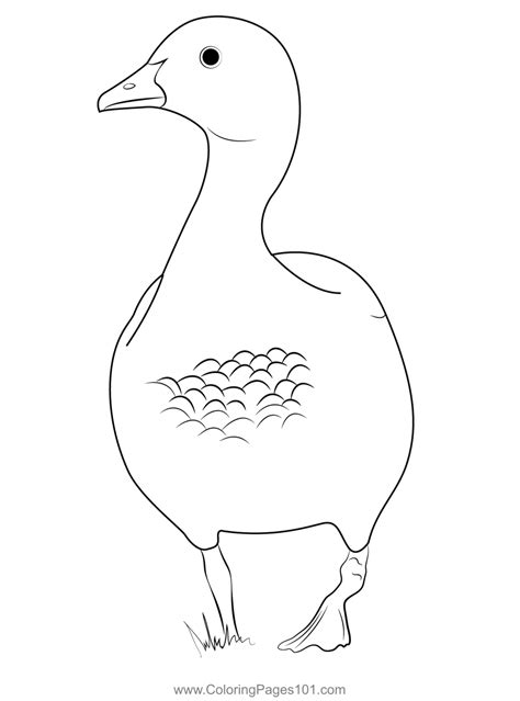Australian Wood Duck Male Coloring Page for Kids - Free Ducks Printable Coloring Pages Online ...