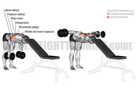 Head-supported reverse dumbbell fly exercise instructions and video