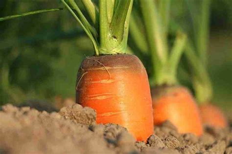 How To Make Sandy Soil For Carrots – GrowerExperts