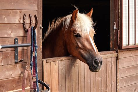 Do horses need a stable? - Vale Stables