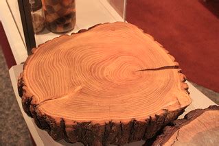 Oak Wood Cross-Section | Taken at the Minnesota Science Muse… | Flickr