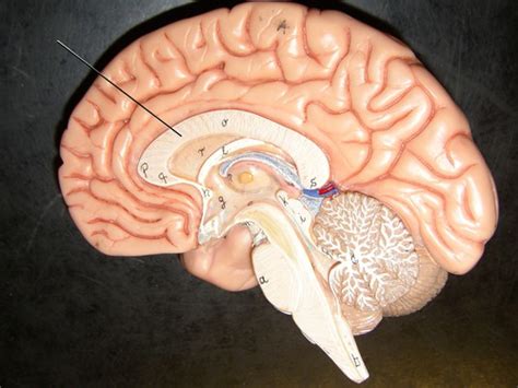 Anatomy Of The Brain Quiz