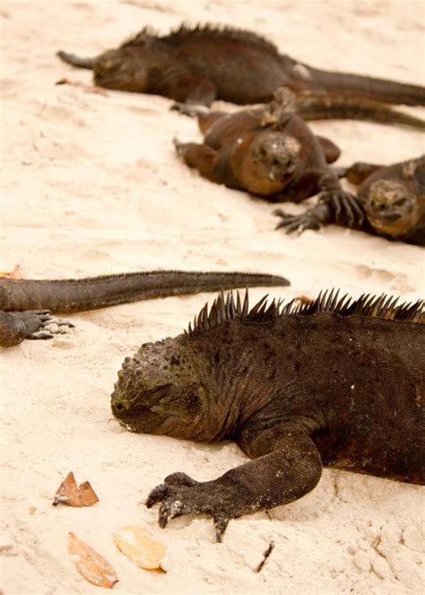 Marine Iguanas at Tortuga Bay Galapagos Galapagos Travel, Ecuador ...