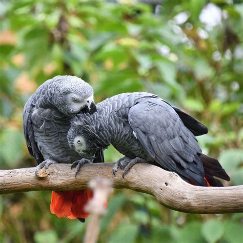 African Gray Parrot 1 Pair