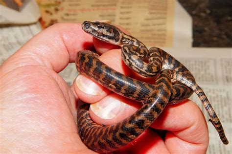 8 Examples of Viviparous Snakes (That Live Give Birth) – Fauna Facts