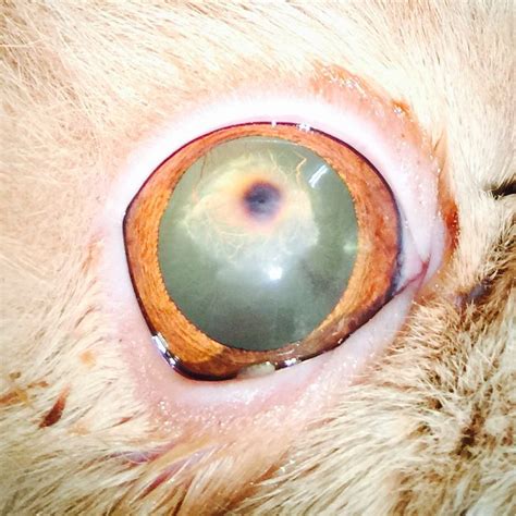corneal ulcer cat eye removal - Valences Weblog Image Database