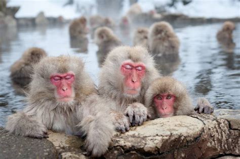 See Japanese Snow Monkeys: Visit Jigokudani Monkey Park from Tokyo | Tokyo Cheapo