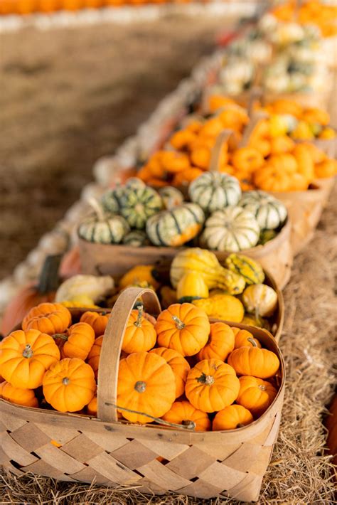 Fall Festival at Southern Hill Farms - Southern Hill Farms