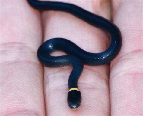 Ringneck Snake - Loudoun Wildlife Conservancy