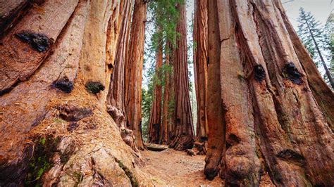 Bing image: Sequoia National Park, California, USA - Bing Wallpaper Gallery