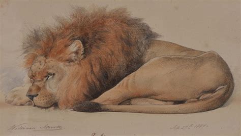 Sleeping Lion Drawing at GetDrawings | Free download