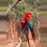 Green-winged Macaws mating photo WP44444