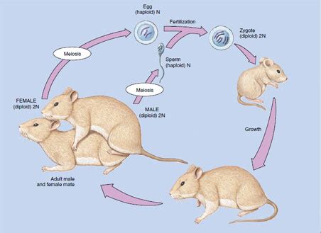 Bisexual Reproduction | Nature of the Reproductive Process | The Reproductive Process ...