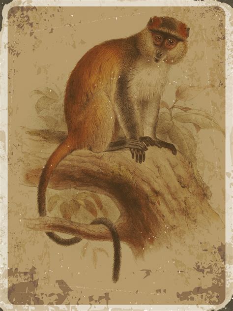 Monkey Vintage Print Free Stock Photo - Public Domain Pictures
