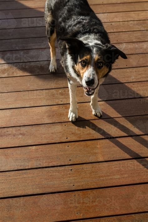 Image of border collie X cattle dog - Austockphoto