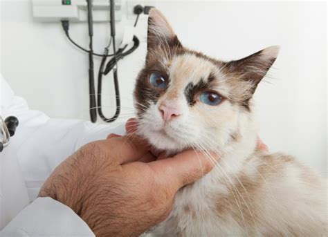 Nose Cancer in Cats | PetMD