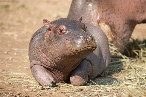 Baby Hippo Name Reveal - CMZoo