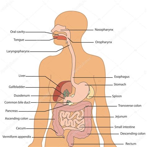 Human digestive system labeled Stock Vector by ©royalty 91562940