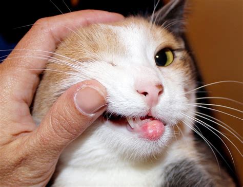 Mouth Ulcers in Cats - Causes and Treatment