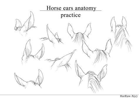 Horse Ears |anatomy practice| by HorRaw-X on DeviantArt | Horse drawings, Horse drawing tutorial ...