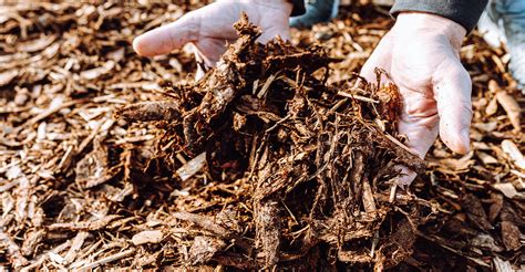 5 Reasons to Choose Organic Mulch | Veransa Group