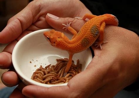 Leopard Gecko Diet - Feeding Guide and Recommendations